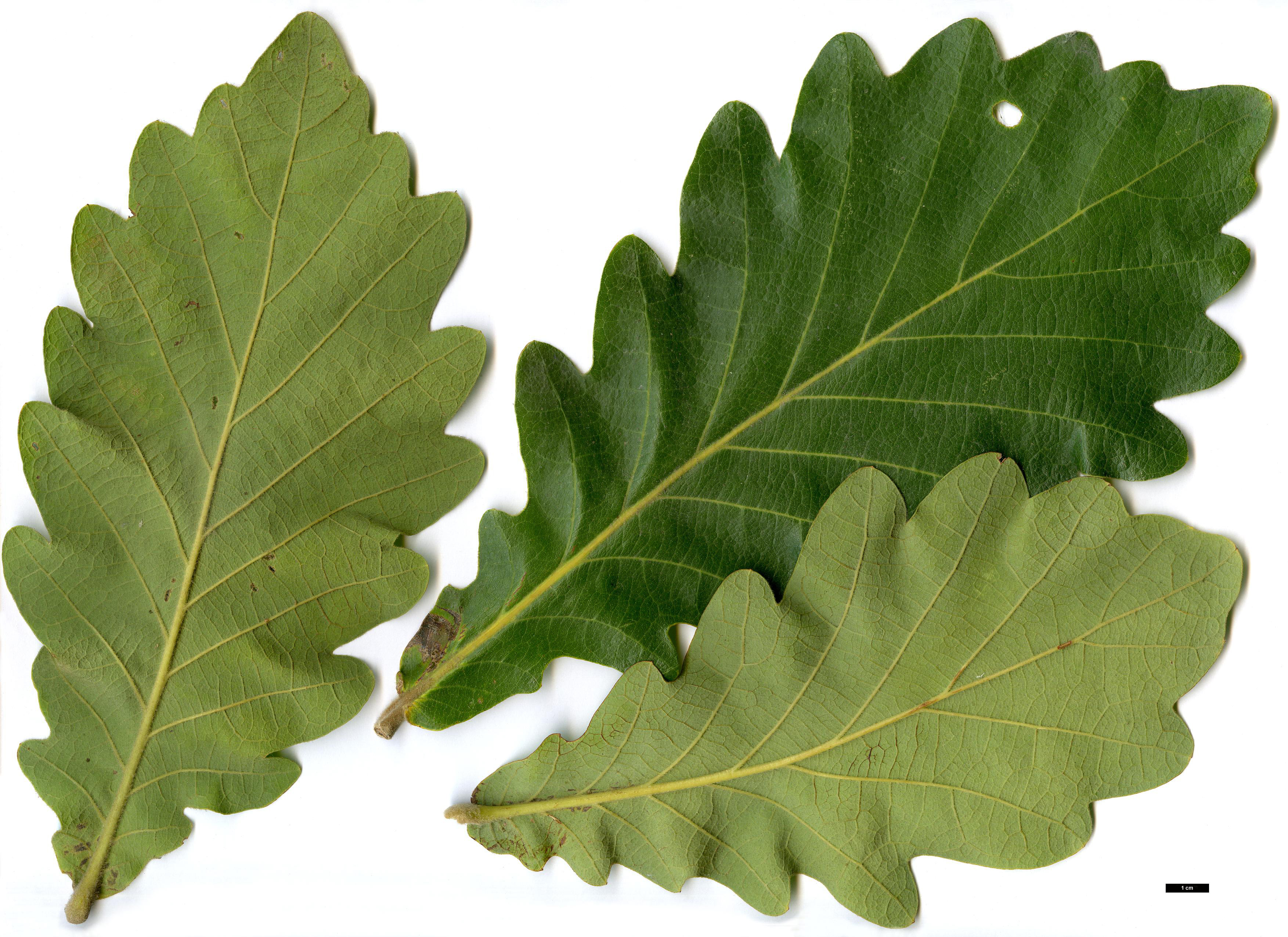 High resolution image: Family: Fagaceae - Genus: Quercus - Taxon: dentata - SpeciesSub: 'Carl Ferris Miller'